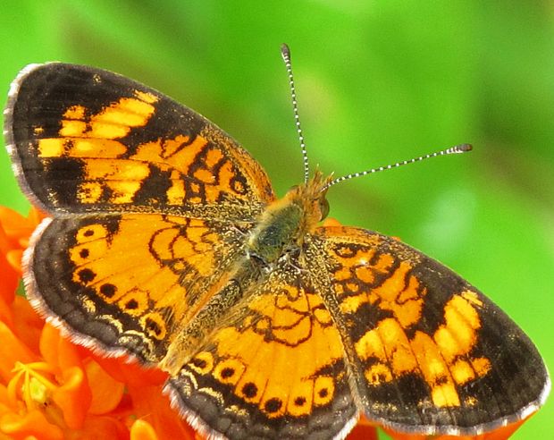 ? Phyciodes tharos