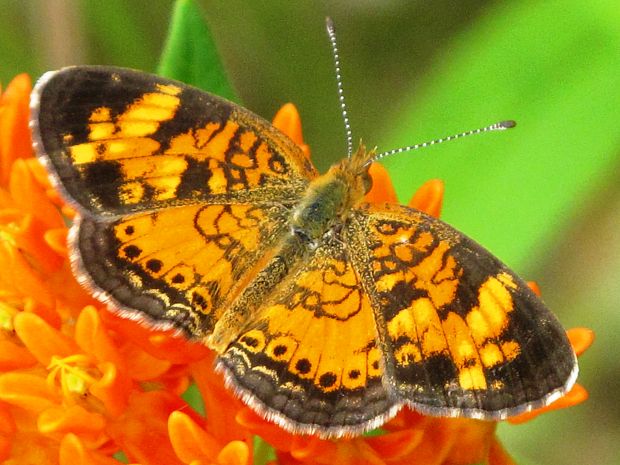 ? Phyciodes tharos