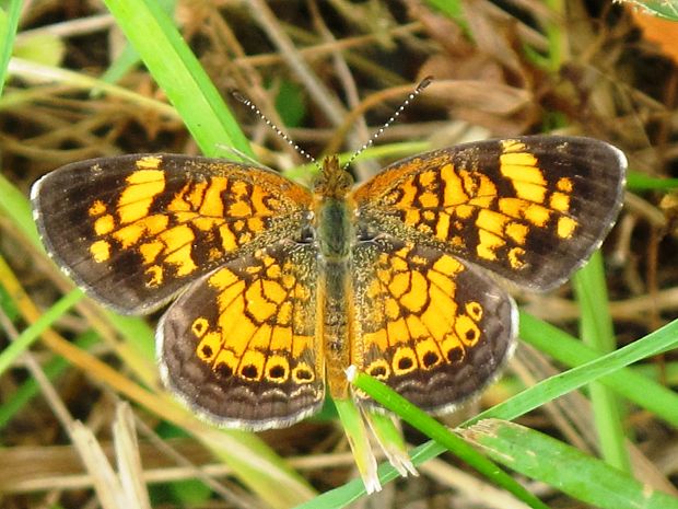 ? Phyciodes tharos