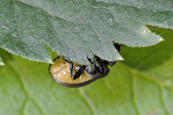 liskavka Plagiosterna aenea