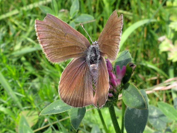 modráčik Polyommatus semiargus?