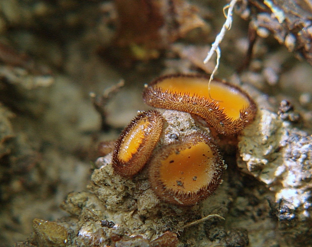 štítovnička Scutellinia sp.