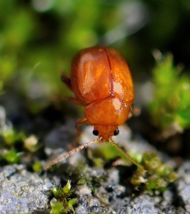 liskavka  Sphaeroderma rubidum cf.