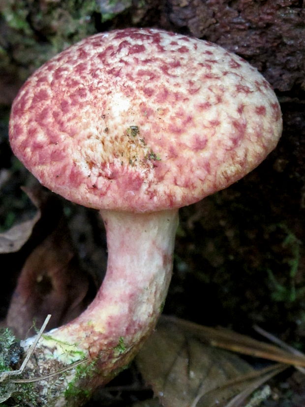 masliak Suillus pictus