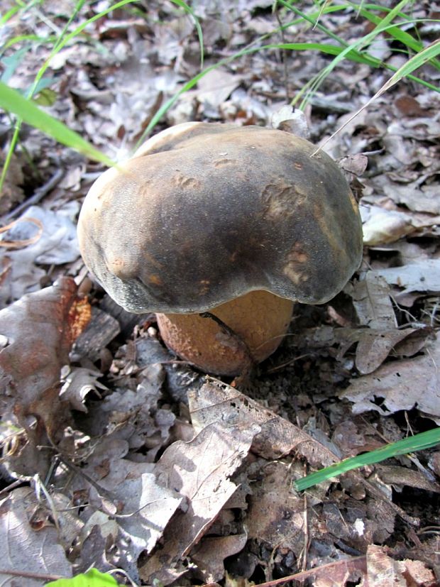 hríb bronzový Boletus aereus Bull. ex Fr.