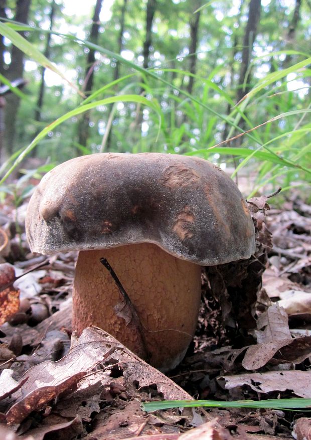 hríb bronzový Boletus aereus Bull. ex Fr.