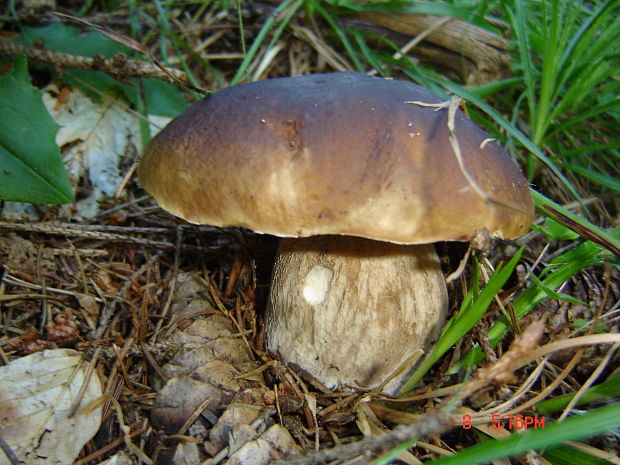 hríb smrekový Boletus edulis Bull.