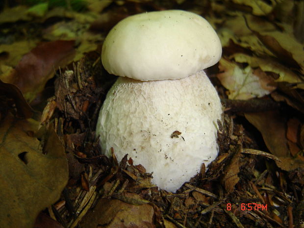 hríb smrekový Boletus edulis Bull.