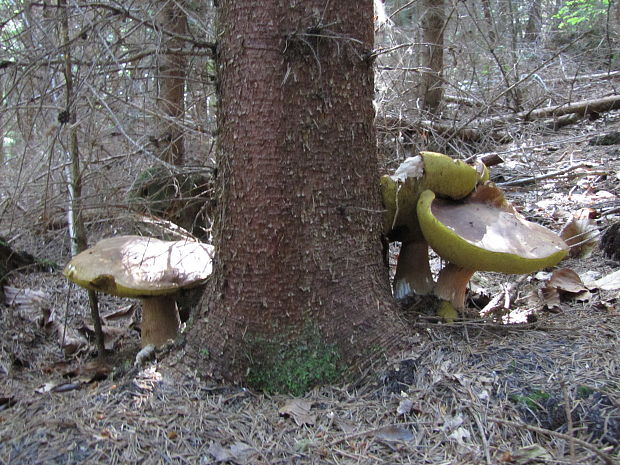 hríb smrekový Boletus edulis Bull.