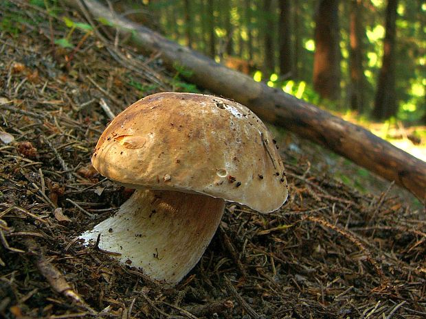 hríb smrekový Boletus edulis Bull.