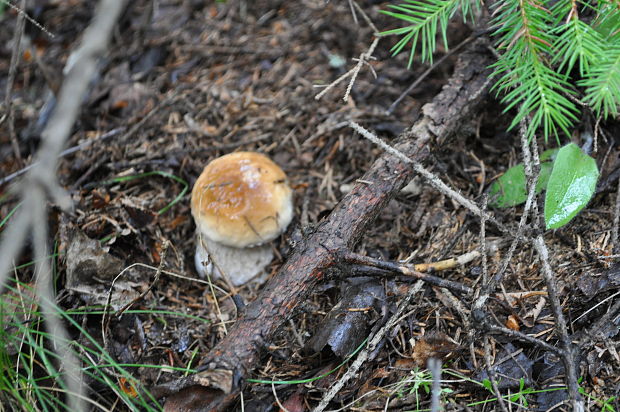 hríb smrekový Boletus edulis Bull.