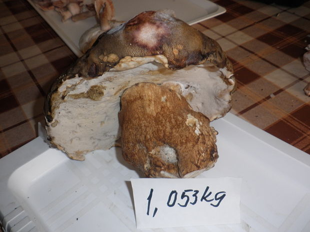 hríb smrekový Boletus edulis Bull.