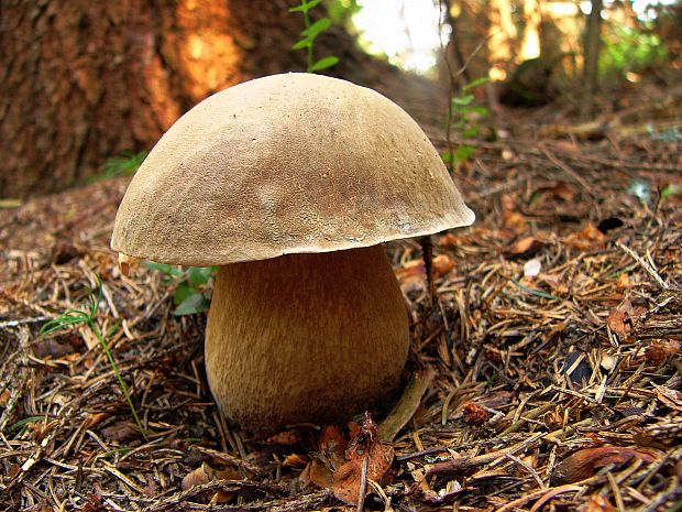 hríb dubový Boletus reticulatus Schaeff.