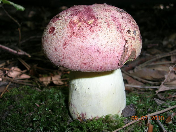 hríb kráľovský Butyriboletus regius (Krombh.) D. Arora & J.L. Frank