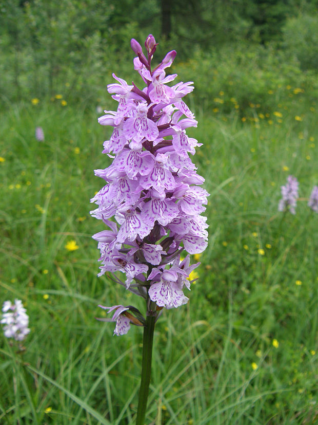 vstavačovec fuchsov pravý Dactylorhiza fuchsii subsp. fuchsii (Druce) Soó