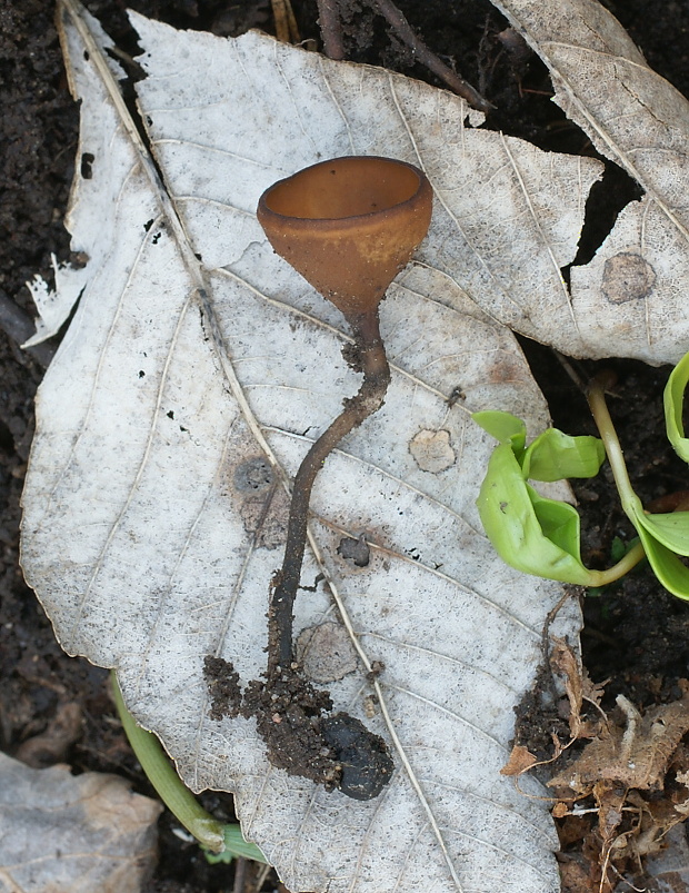 hľuznatka veternicová Dumontinia tuberosa (Bull.) L.M. Kohn