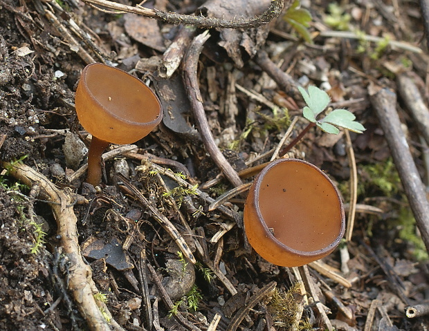 hľuznatka veternicová Dumontinia tuberosa (Bull.) L.M. Kohn