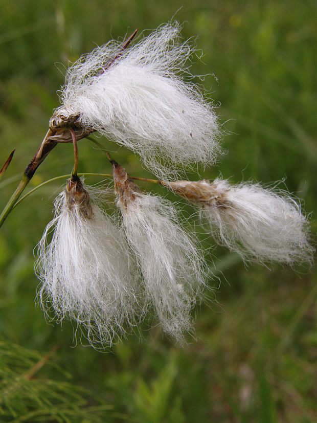 páperník úzkolistý Eriophorum angustifolium Honck.