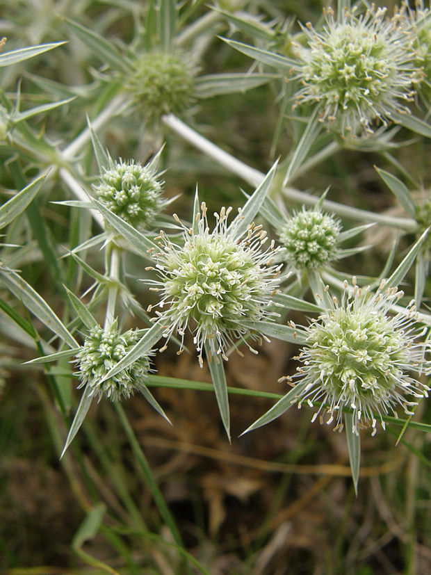 kotúč poľný Eryngium campestre L.