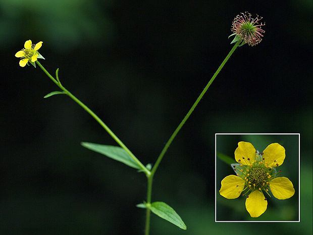 kuklík Geum sp.