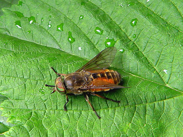 ovad - samička  Hybomitra distinguenda