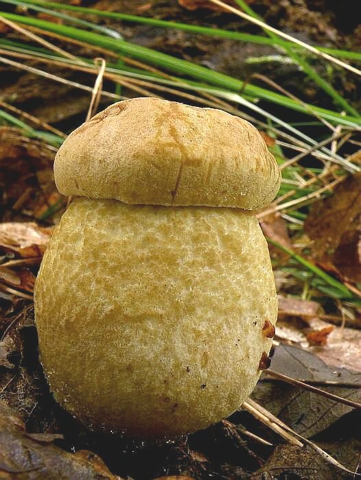 kozák žltopórový Leccinellum crocipodium (Letell.) Della Maggiora & Trassinelli