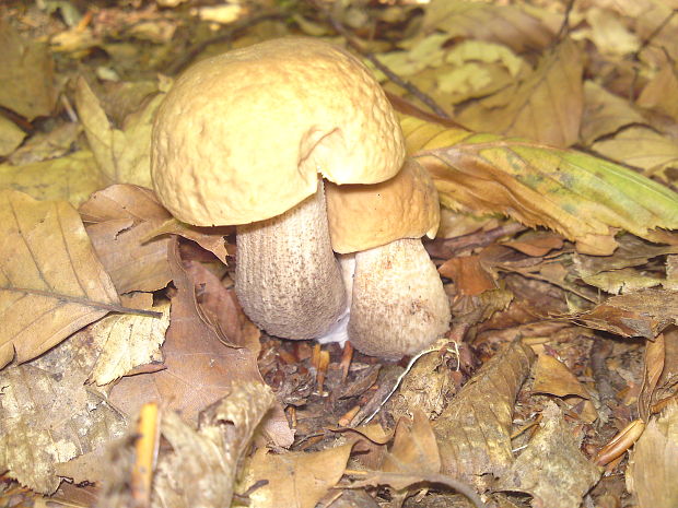 kozák Leccinum aerugineum (Fr.) Lannoy & Estadès