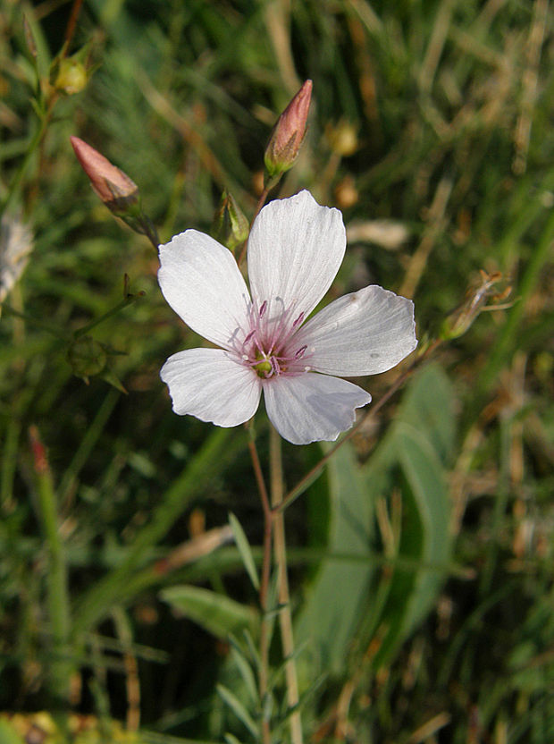 ľan tenkolistý Linum tenuifolium L.