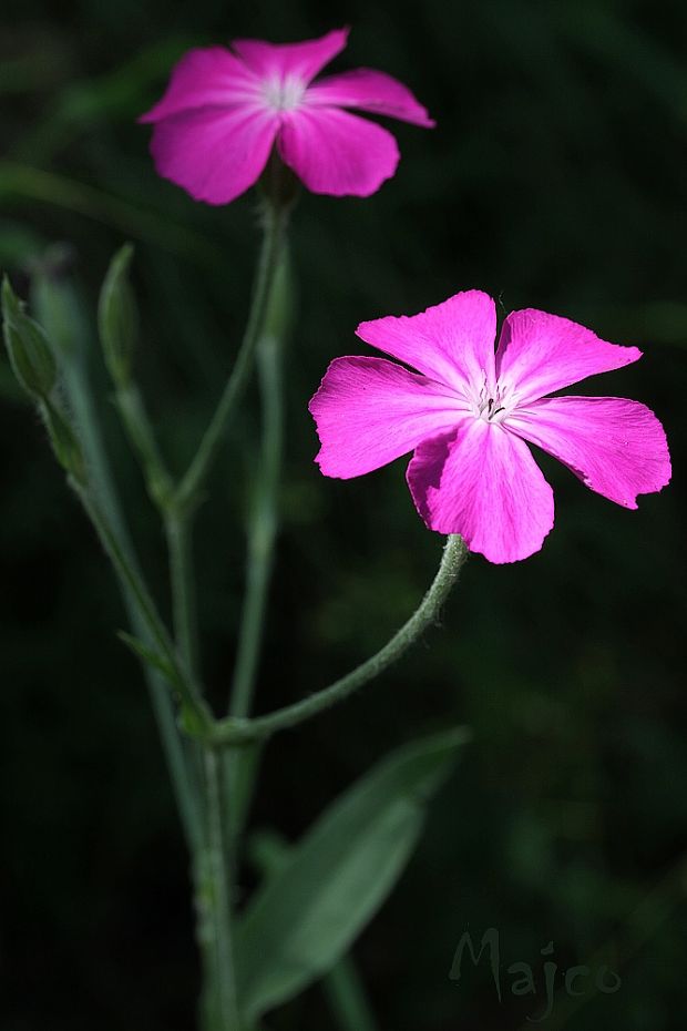 kukučka vencová Lychnis coronaria (L.) Desr.