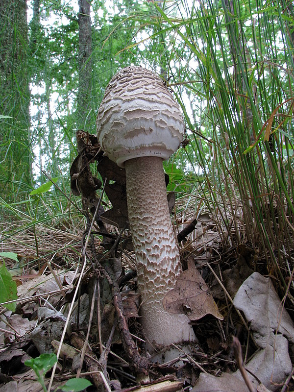 bedľa vysoká Macrolepiota procera (Scop.) Singer