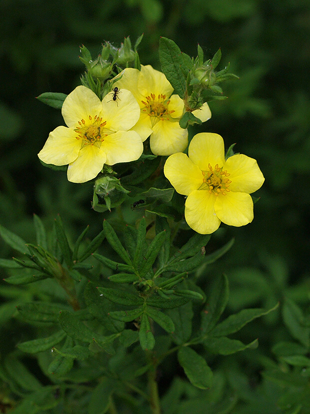 nátržníkovec krovitý Pentaphylloides fruticosa  (L.) O. Schwarz