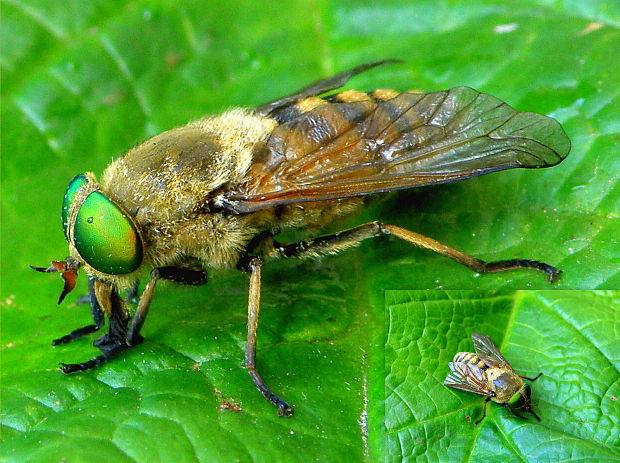 ovad veľký Tabanus sudeticus  Zeller, 1842