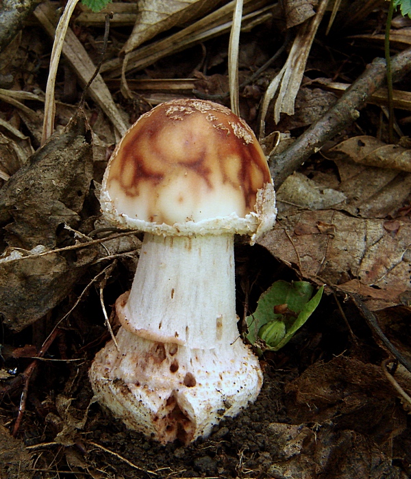 muchotrávka červenkastá Amanita rubescens Pers.