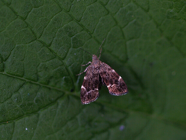 listomôľka Fabriciova Anthophila fabriciana Linnaeus, 1767