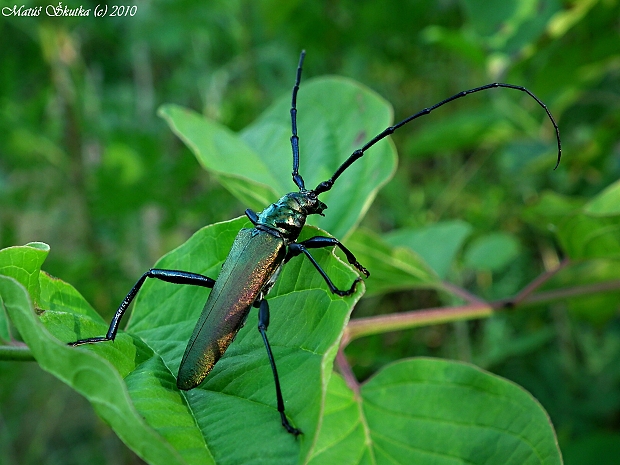 fuzáč pižmový Aromia moschata