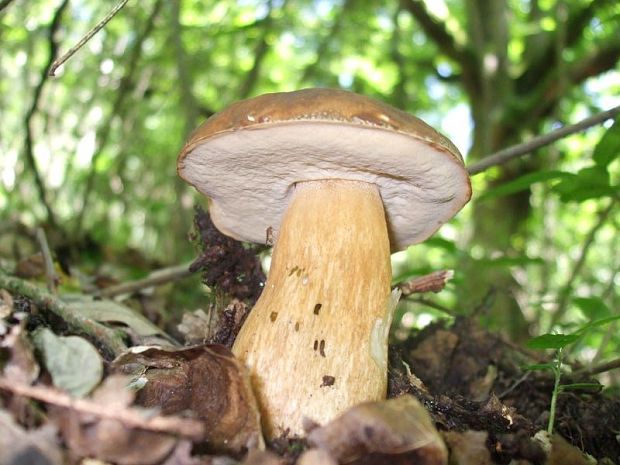 hríb bronzový Boletus aereus Bull. ex Fr.