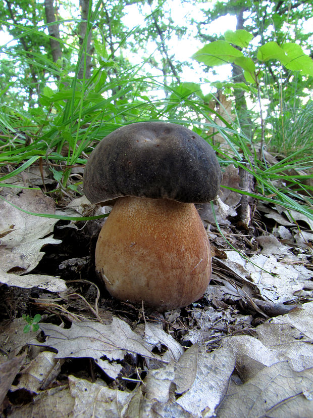 hríb bronzový Boletus aereus Bull. ex Fr.