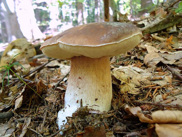 hríb smrekový Boletus edulis Bull.