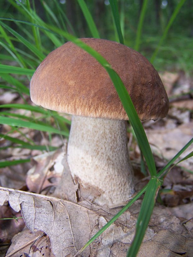 hríb dubový Boletus reticulatus Schaeff.