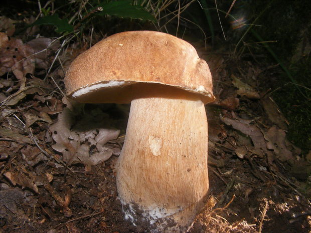 hríb dubový Boletus reticulatus Schaeff.