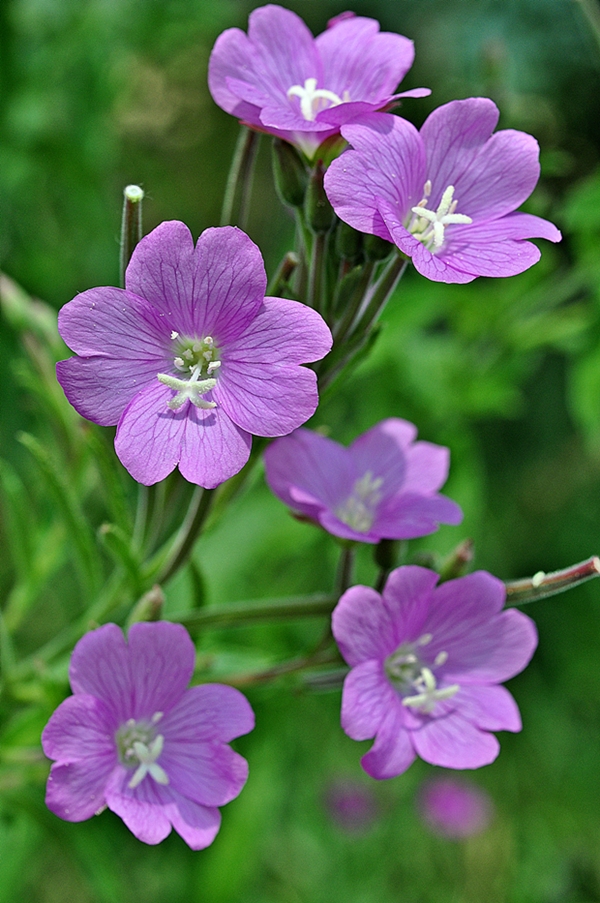 vŕbovka chlpatá Epilobium hirsutum L.