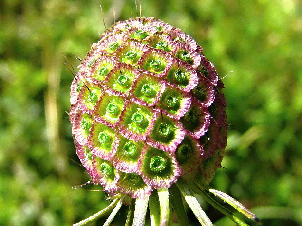 chrastavec roľný? Knautia arvensis (L.) Coult.