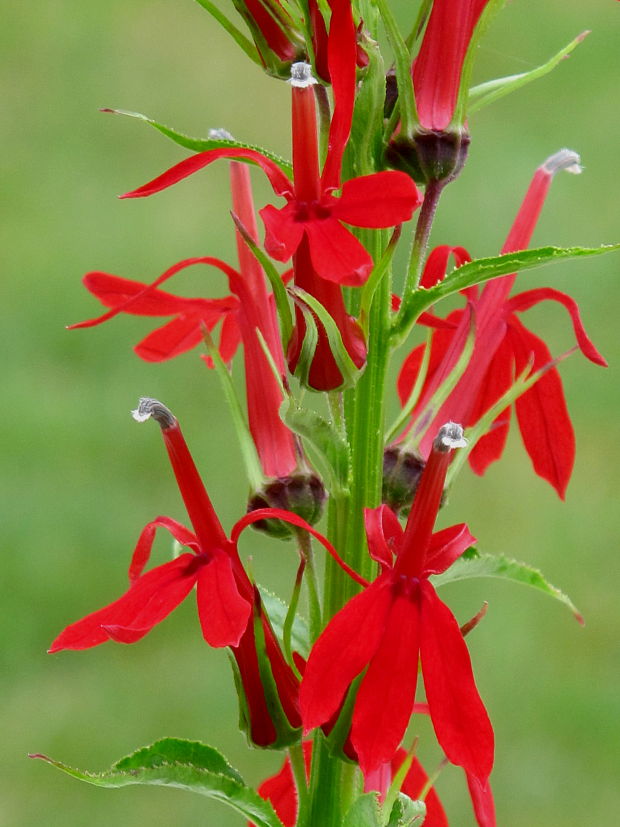 lobelka Lobelia cardinalis