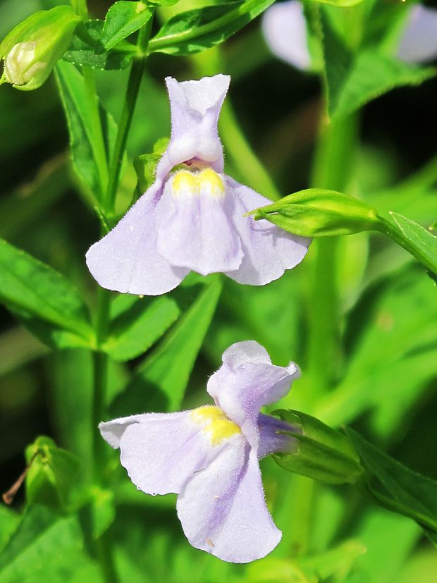 ? Mimulus ringens