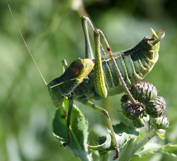 kobylka zavalitá Polysarcus denticauda ♂