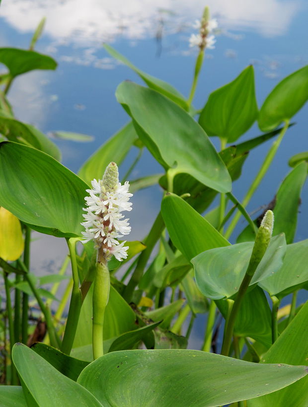 pontederia Pontederia cordata