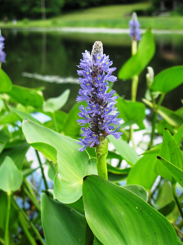 pontederia Pontederia cordata