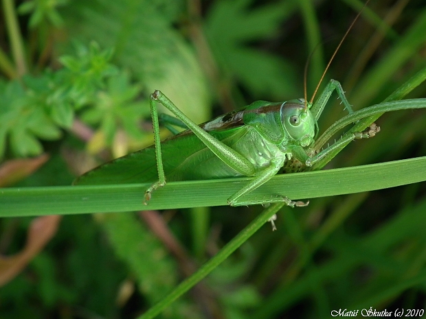 kobylka zelená Tettigonia viridissima