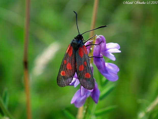 vretienka pätbodá Zygaena lonicerae