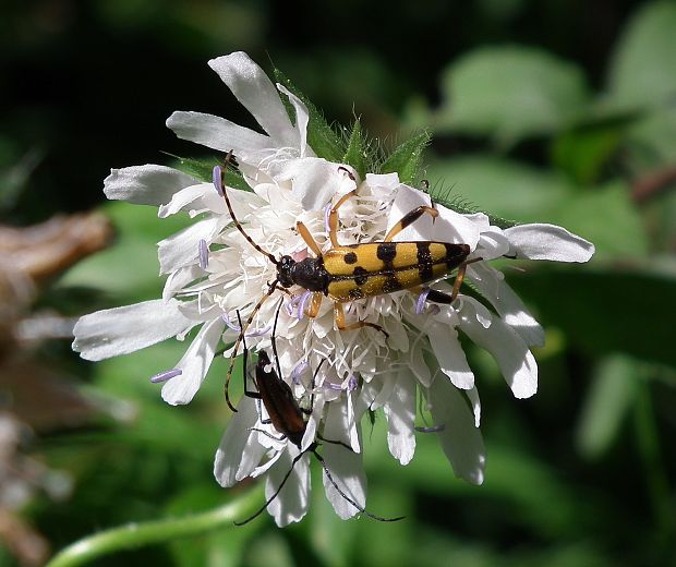 fuzáč škvrnitý a fuzáč kvetový   (Rutpela maculata) a (Stenurella melanura)